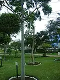 Huito tree