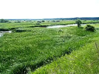 Floodplain swamps