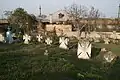 Maltese crosses