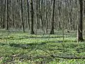 Worska Forest