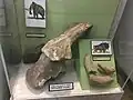 Ice Age fauna of a rhinoceros trichorhina at the museum