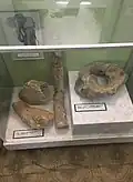 Ice Age fauna of a Chinese Elephant