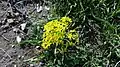 Arable weed, Tel Lakish, Israel. Hebrew common name: (השדות) ‎ערטנית: Ertanit (of the fields)