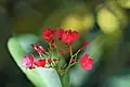 Jatropha integerrima in Thailand