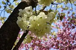 Prunus serrulata 'Grandiflora' A. Wagner (Ukon) [ja] with rare yellow flowers developed in the Edo period of Japan. One of the cultivars selected for the British Award of Garden Merit.