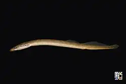 Lamprey camouflage