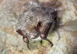 Silver bat