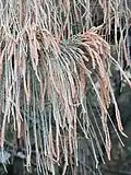 Male spikes
