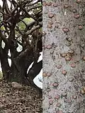 Habitat:waterside and bark, Taiwan.