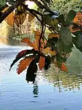 Leaves in winter
