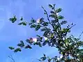 Bipinnate leaves.