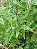 Growing in Shangri-La, Yunnan province, China