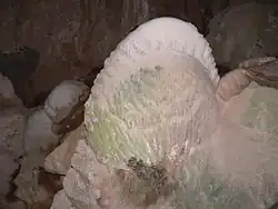 'Crayback' stromatolite – Nettle Cave, Jenolan Caves, NSW, Australia