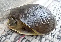 Lissemys punctata