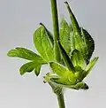 Immature fruit