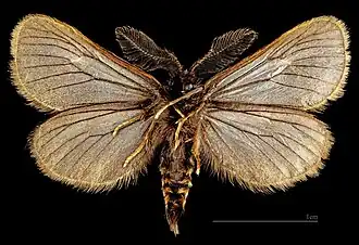 ♂ △