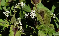 Persicaria microcephala