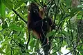 Orang Utan by the river