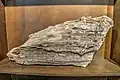 Petrified Wood