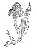 Chapter 195. Gladiolus – slotten krut oder geel swertel