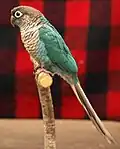 Turquoise variety (wing-clipped adult)