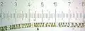 Spirogyra.  Each numbered tick = 122 μM