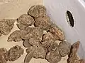 Tubers