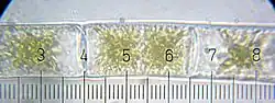 Zygnema.  Each numbered tick = 20 μM