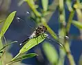 Leucorrhinia caudalis