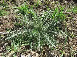 Carduus acanthoides