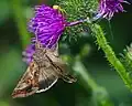 Autographa gamma on Carduoideae