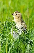 Female – Maine