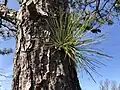 Bark and trunk sprout, a defining characteristic of the species