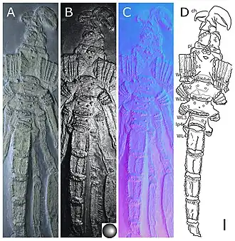 Main body