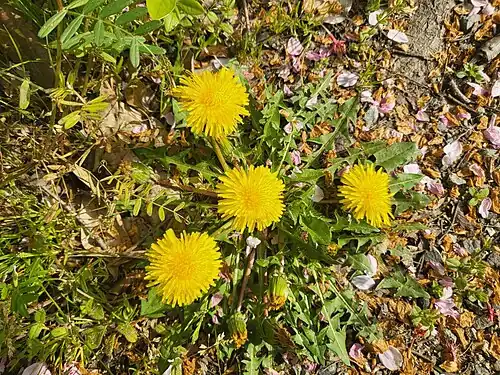 Growth habit