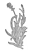 Chapter 234. Lavendula – lavendel
