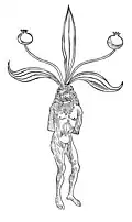 Chapter 257. Mandragora – alrun Man