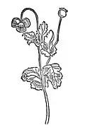 Chapter 299. Papaver – magsamen