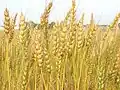 Wheat