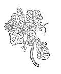 Chapter 341. Ribes – iohans drubelin
