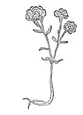 Chapter 367. Sticados citrinum heyssent – rynblumen oder motten krut