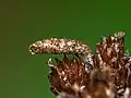 Close up of larval case