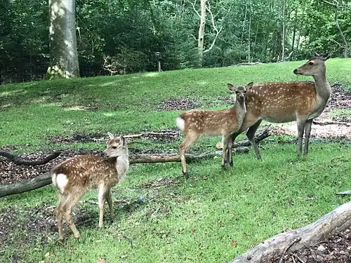 Roe deer
