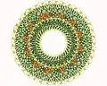Measles virus nucleocapsid helix, top view