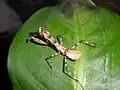 Female Pnigomantis medioconstricta L4 nymph