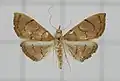 Hyalobathra illectalis