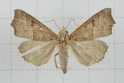 Anomis mesogona