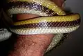 Pattern on posterior half of body