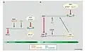 Hartmut C. Vodermaier (2004). "APC/C and SCF: Controlling Each Other and the Cell Cycle", Current Biology, 14 (787)