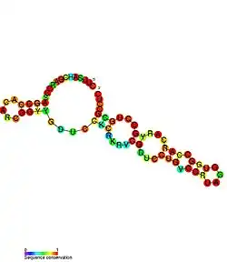 ASpks: Secondary structure taken from the Rfam database. Family RF01782